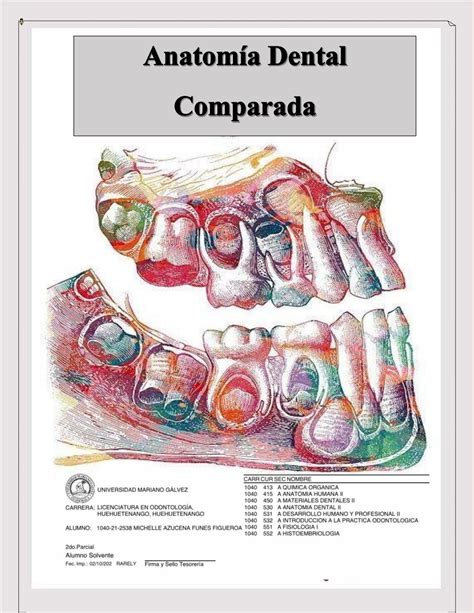 Anatomía comparada by Gerson Estuardo Castillo Argueta Issuu