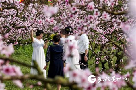 播州区乐山镇：千亩桃花开 后箐“村”色美