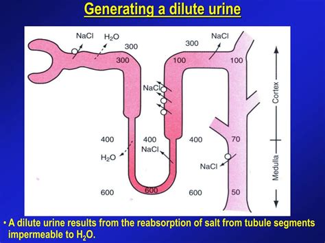 Ppt Regulation Of Extracellular Fluid Osmolarity And Sodium