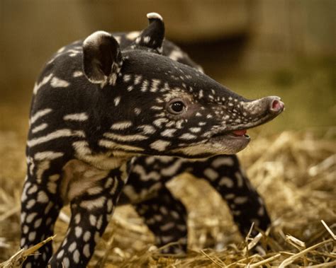 Baby tapir born at ZOO Antwerp