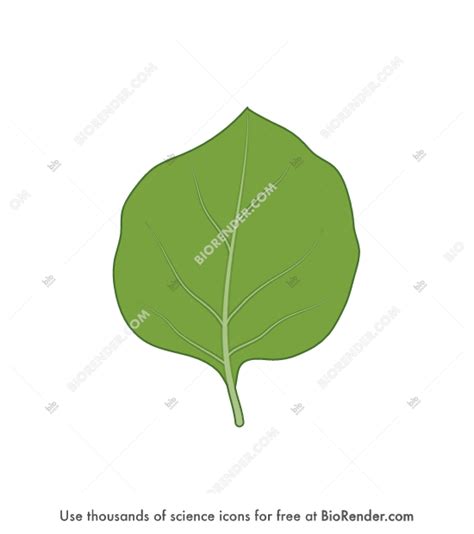 Free Nicotiana benthamiana leaf Icons, Symbols & Images | BioRender