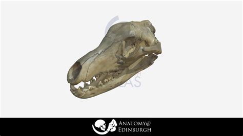 Thylacine [Tasmanian Tiger] Skull - 3D model by UoEATLAS [298f54e ...