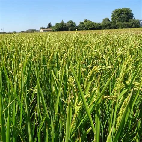 Semi Di Riso Precoce Beauduc Semences De Provence A Semina