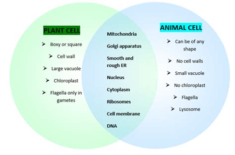 Animal Cell Vs Plant Cells — Regeneration Biology By