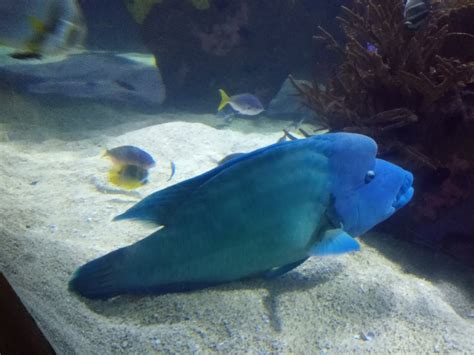 Humphead wrasse - ZooChat