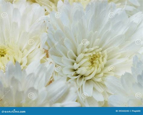 White Chrysanthemums Stock Image Image Of Beauty Decoration 39343245