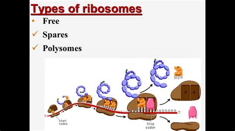 Non Membranous Organelles Histology 102 Youtube