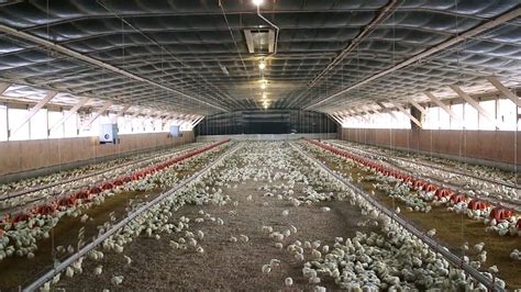 Over Two Dozen Migrant Minors Found Working Illegally In Ohio Poultry Plant