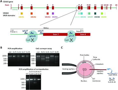 Generation Of An Exon 7 Deletion In Cd163 Using Crisprcas9 A Download Scientific Diagram