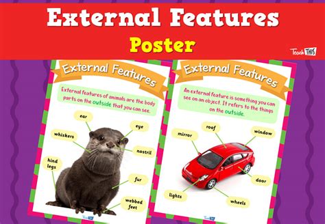 external features poster teacher resources  classroom games