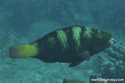chlorurus bleekeri bleekers parrotfish reeflifesurveycom