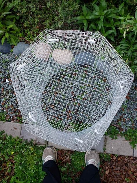 How to Make a Homemade Gopher Basket for Trees ~ Homestead and Chill