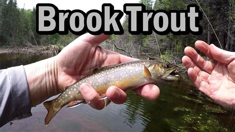 Small Stream Brook Trout Fishing New Brunswick Canada Youtube