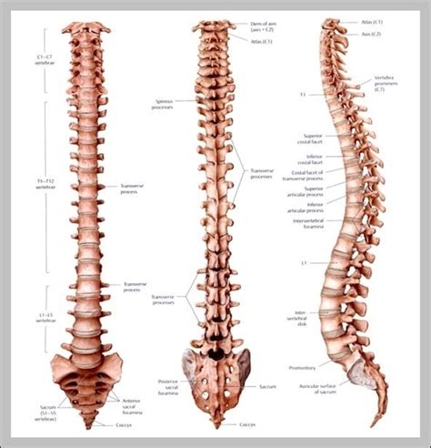 T 7 Vertebrae - Graph Diagram