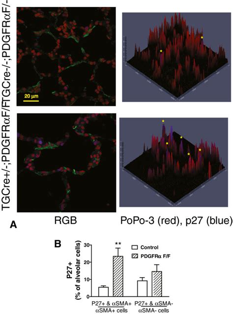 Targeted Deletion Of Pdgfrα Increases The Proportion Of Nuclei In