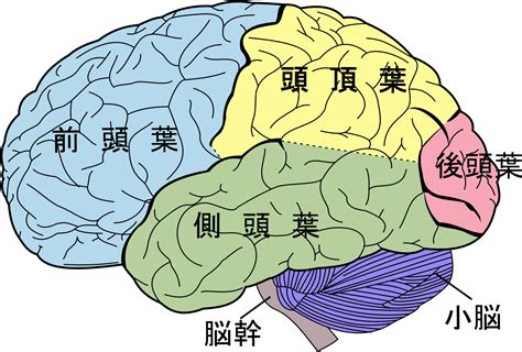 Download Brain Diagram Png Lobes Of The Brain Clipart Png Download