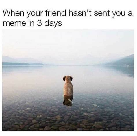 Lonely Im Mr Lonely Funny Dog Memes Cute Funny Dogs Funny