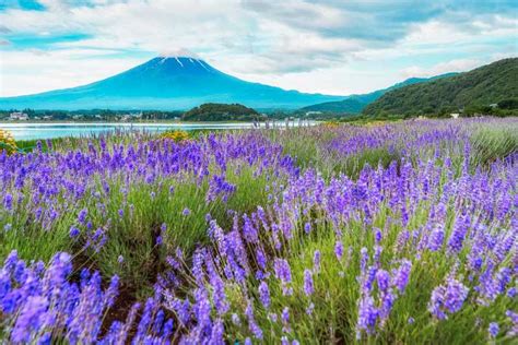 Da Tokyo Escursione Di Una Giornata Intera Sul Monte Fuji Getyourguide