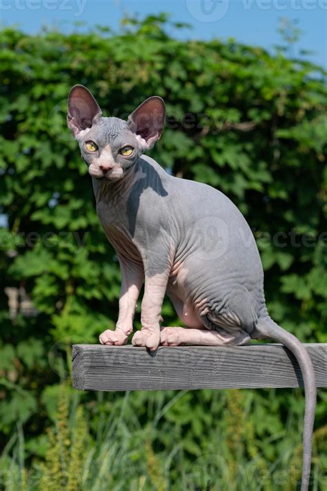 Blue And White Kitten Of Sphynx Hairless Cat Breed Sits High On