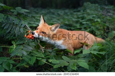 4,895 Red Fox Eating Images, Stock Photos, 3D objects, & Vectors ...