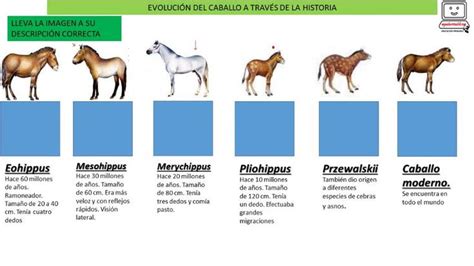 Cambios En Los Seres Vivos Y Procesos De Extinci N Worksheet Sistemas