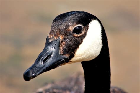 Fun Facts About Canada Geese Image To U