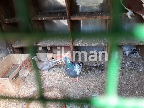 Pigeon In Vavuniya City Ikman