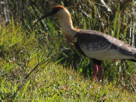 Observando Aves: Curicaca