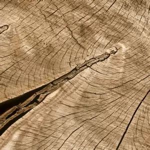 Dendrochronology: What Tree Rings Tell Us About Past and Present | EnvironmentalScience.org