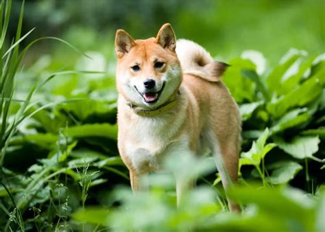 Pros And Cons To Get A Shiba Inu