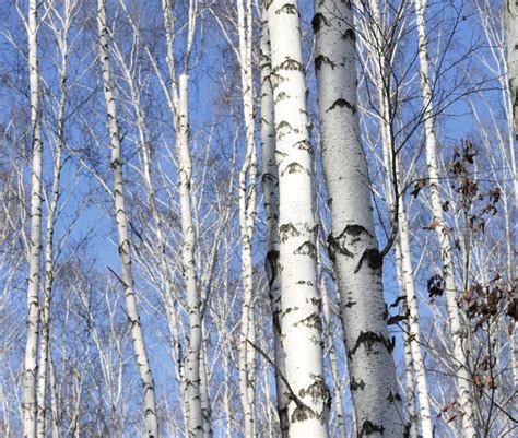 Trunks Of Birch Trees Black And White Natural Background Stock Photo