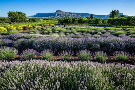 11 U.S. Lavender Farms You Can Visit