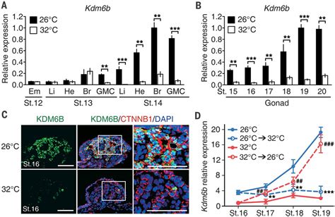 The Histone Demethylase Kdm6b Regulates Temperature Dependent Sex