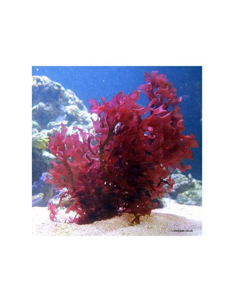 Gracillaria Hayi Red Macroalgae For The Marine Aquarium