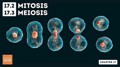 Igcse Biology Mitosis And Meiosis 17 2 17 3 Youtube