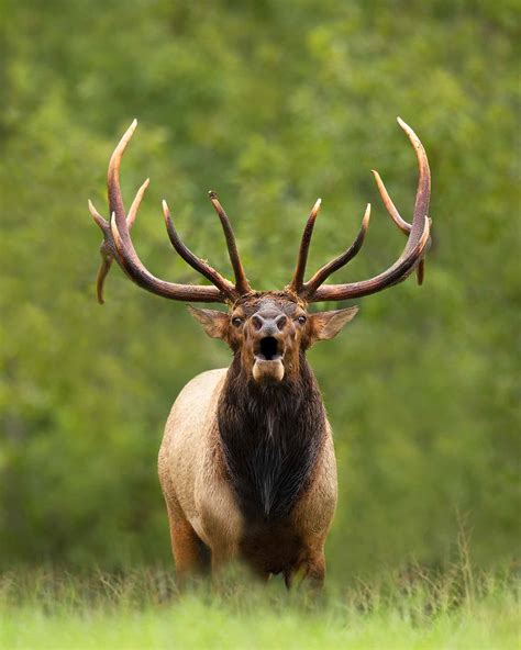 Virginia Elk Hunt Lottery | Virginia DWR