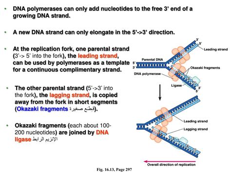 PPT Section A DNA As The Genetic Material PowerPoint Presentation