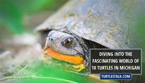 Diving Into the Fascinating World of 10 Turtles in Michigan - Turtles Talk