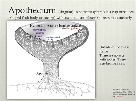 ASCOMYCETES by Dianna Smith | FUNGIKINGDOM.net | Dianna Smith