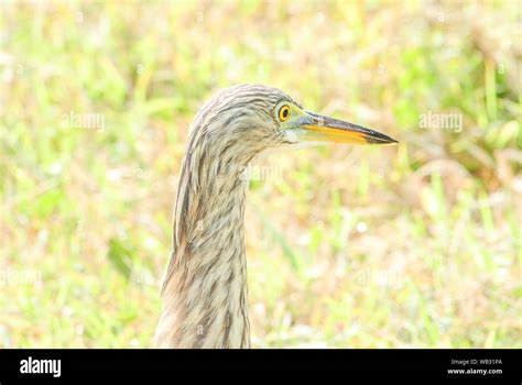 The Chinese Pond Heron Is An East Asian Freshwater Bird Of The Heron