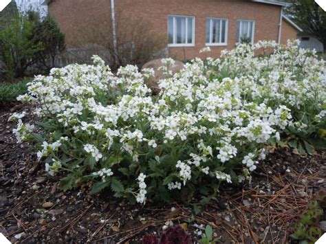 Rock Cress Arabis