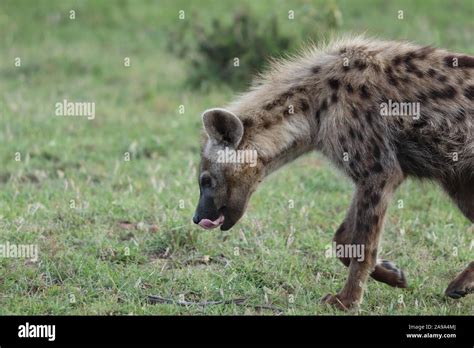 Spotted Hyena Crocuta Crocuta In The African Savannah Stock Photo Alamy