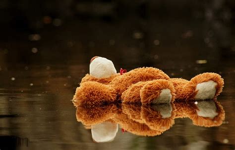 Water Teddy Bear Toy Puddle Hd Wallpaper Pxfuel