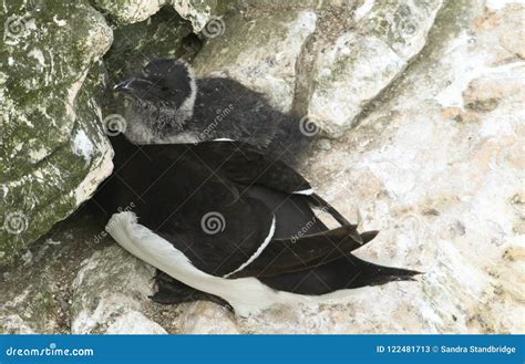 Un Torda Imponente Del Alca De Razorbill Que Se Encarama Al Borde De Un