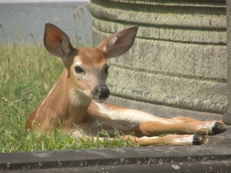 Fawn Free Stock Photo Public Domain Pictures