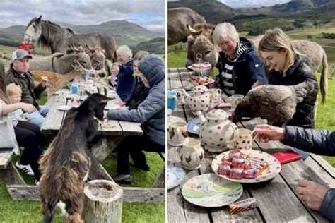 Video Esilarante Famiglia Condivide Il Tavolo Da Picnic Con Gallina