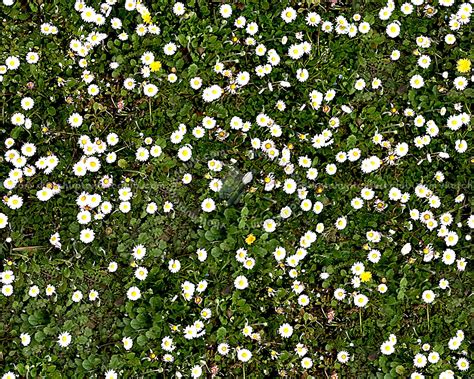 Flowery Fields Textures Seamless