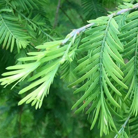 e-Bonsai - Outdoor bonsai - Metasequoia glyptostroboides - Chinese ...