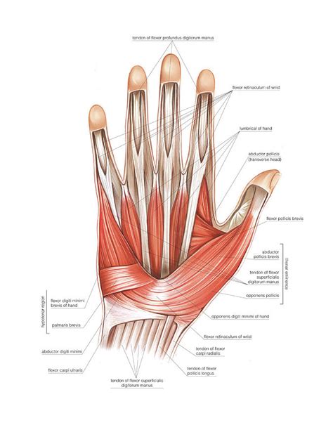 Muscles Of The Hand By Science Photo Library