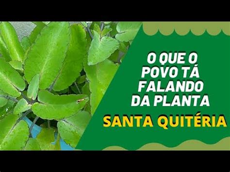 Planta Santa Quiteria - O QUE O POVO TÁ FALANDO DA PLANTA SANTA QUITÉRIA - YouTube